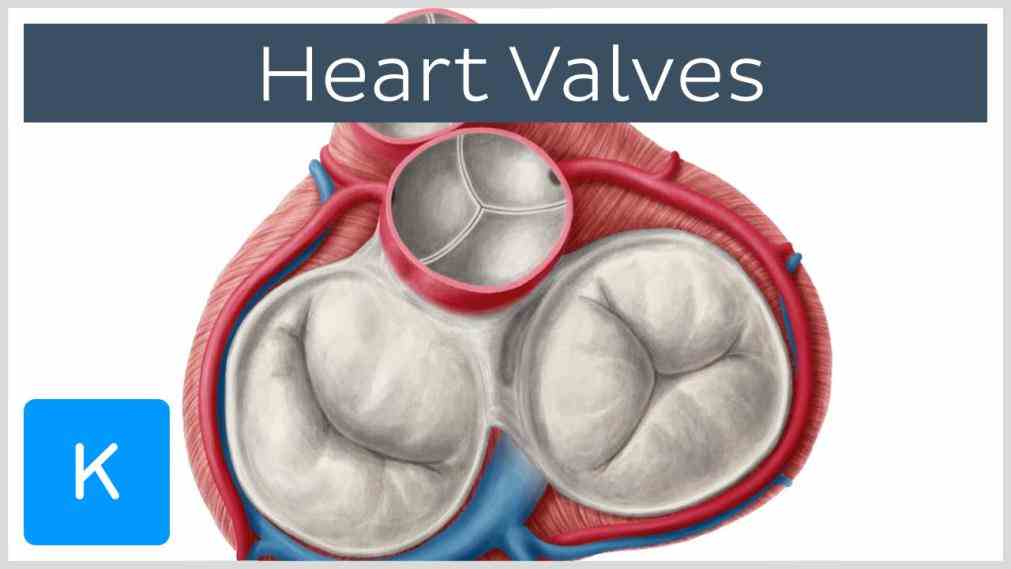 Heart Valve Anatomy Diagram Pictures Wallpapers