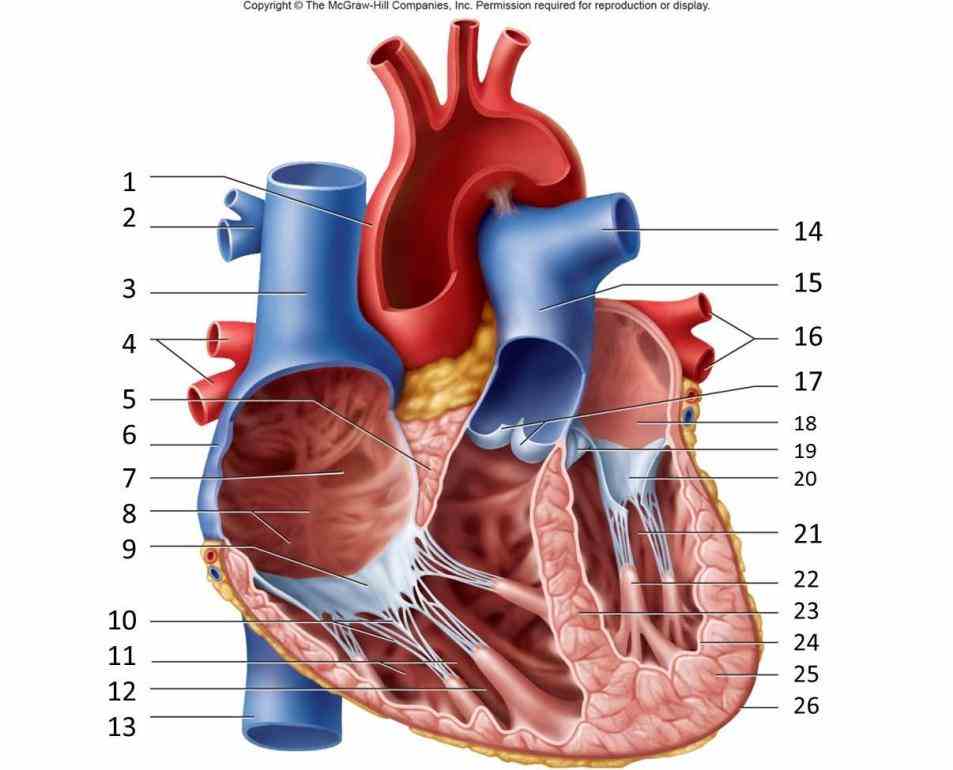 help my own web  de Pictures Of The Heart With Labels mar webmds heart anatomy page provides a detailed