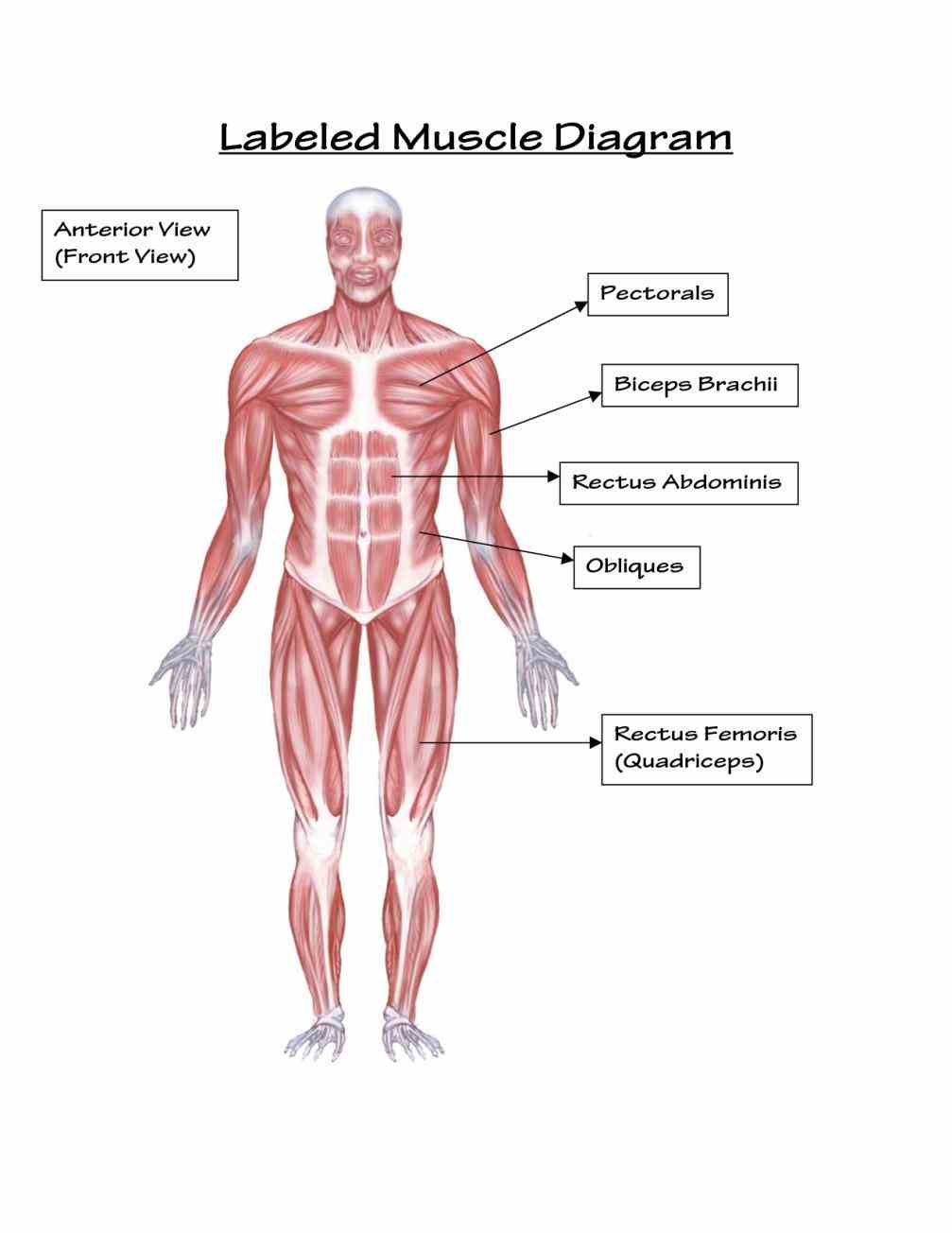 Major System Of The Human Body Diagram Pictures Wallpapers Major System Of The Human Body Diagram Pictures Wallpapers