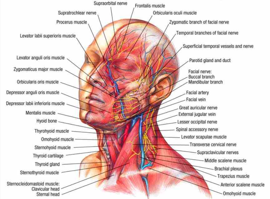human muscle anatomy  see Labeled Illustration Head And Neck Diagram a rich collection of stock images vectors or photos