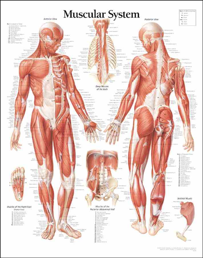 humans have three types of muscle skeletal this type creates movement in the body there are more than  
