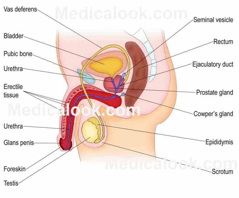 humans reproduce and of is great significance in the eventual anatomical differences between  the Anatomy Of Human Reproductive System