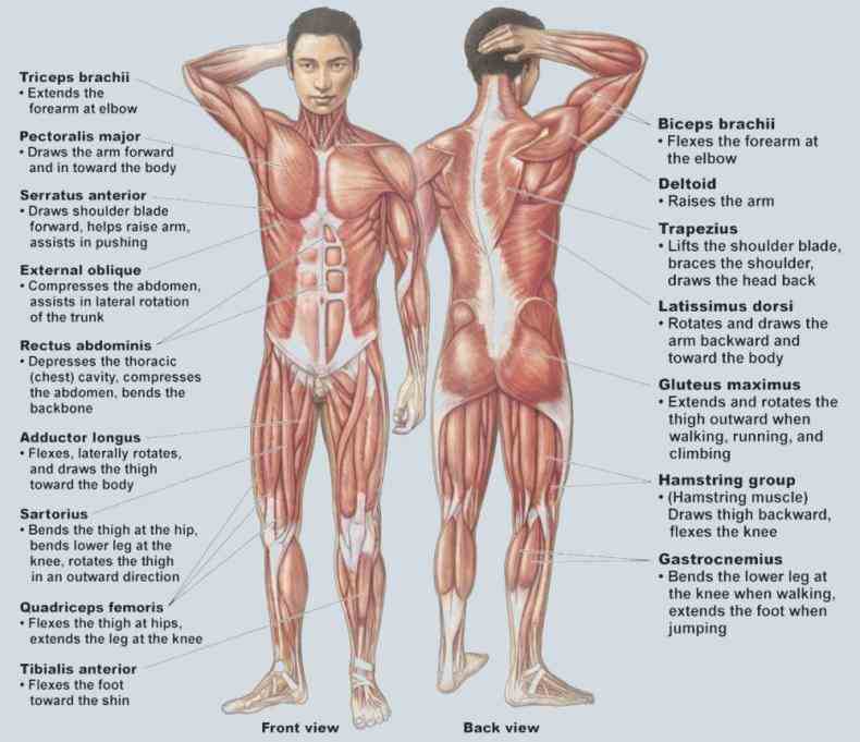 hyoglossus for Muscular Parts Of The Body your reference value these charts show the major superficial and deep muscles