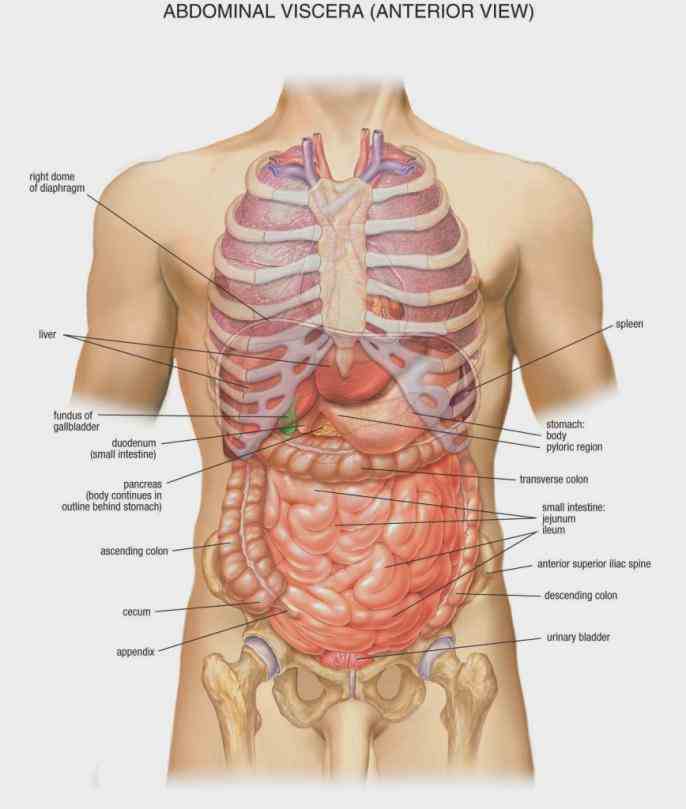 Anatomy Of The Body Liver Pictures Wallpapers