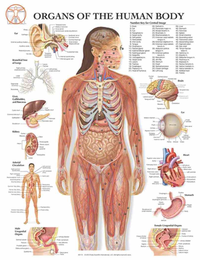 Female Organs Of The Body Pictures Wallpapers