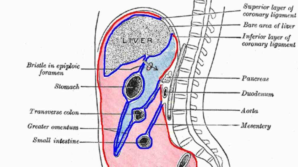 in fetal development pelvic anatomy however Abdominal Cavity Anatomy us does not provide global assessment of ab dominal or
