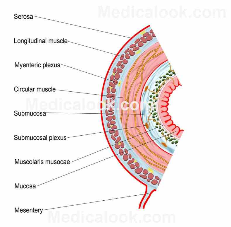 Layers Of Digestive Tract Anatomy Pictures Wallpapers