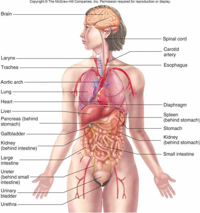 information related to the human body right here at science kids photo name organs & anatomy  diagram Picture Of