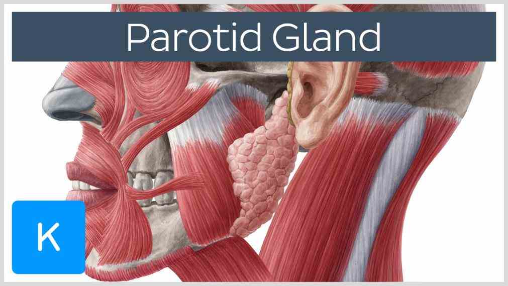Glands In The Mouth Anatomy Pictures Wallpapers