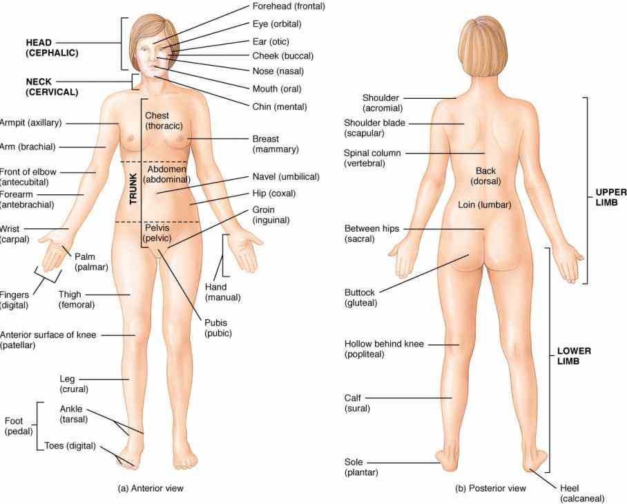 introduction; Anterior Body Region Containing The Chest various regions of the body; dorsal and ventral body cavities collage on