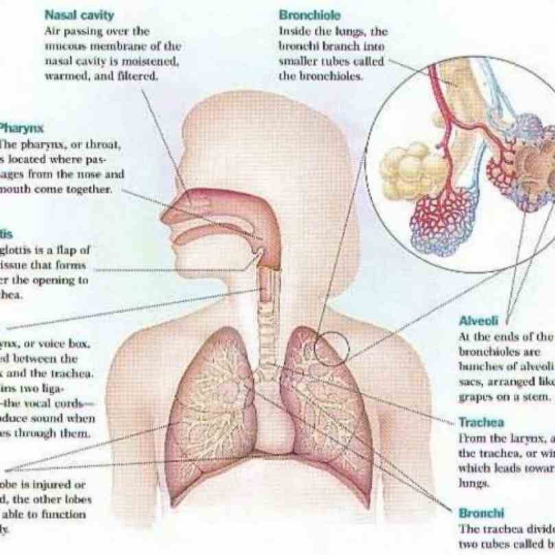 introduction Parts Of The Respiratory System And Their Function to parts of the respiratory system and their function