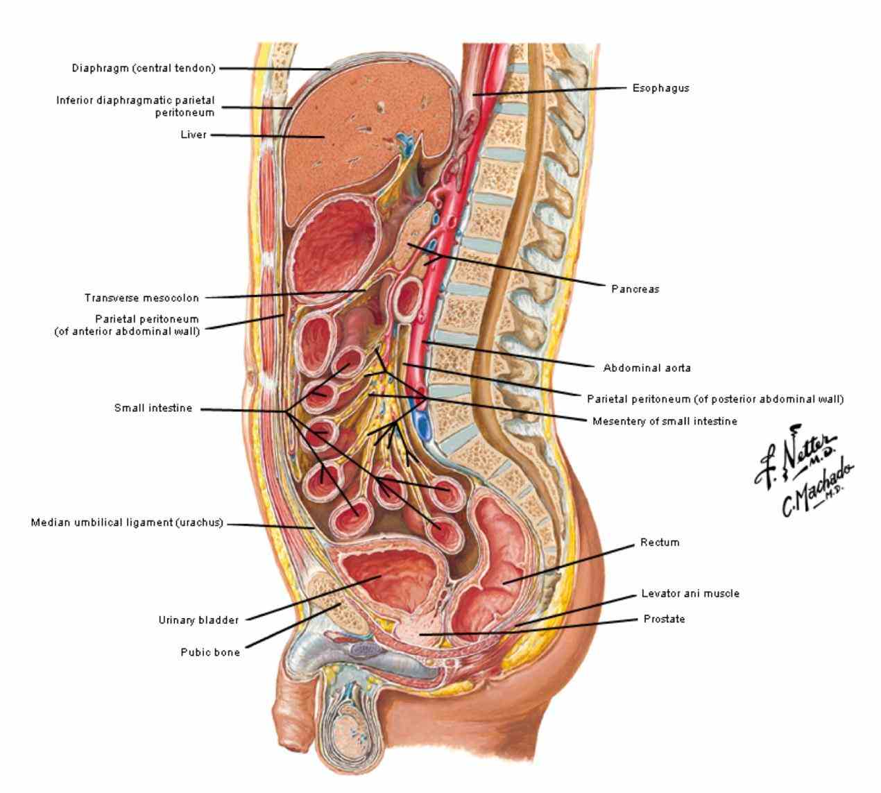 is a potential space between parietal and visceral peritoneum it contains only thin film of fluid which  de Abdominal