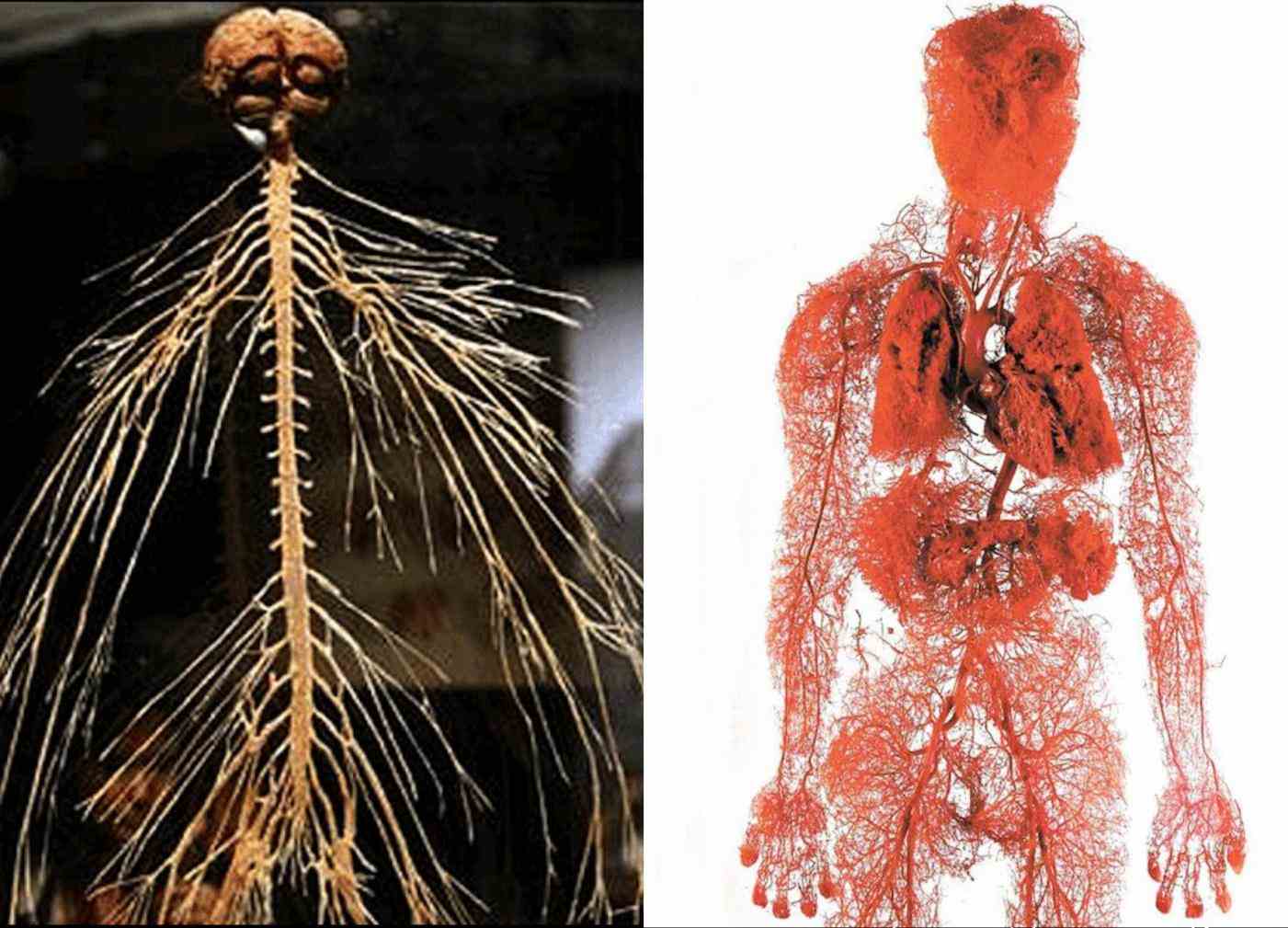 All The Nerves In The Human Body Pictures Wallpapers