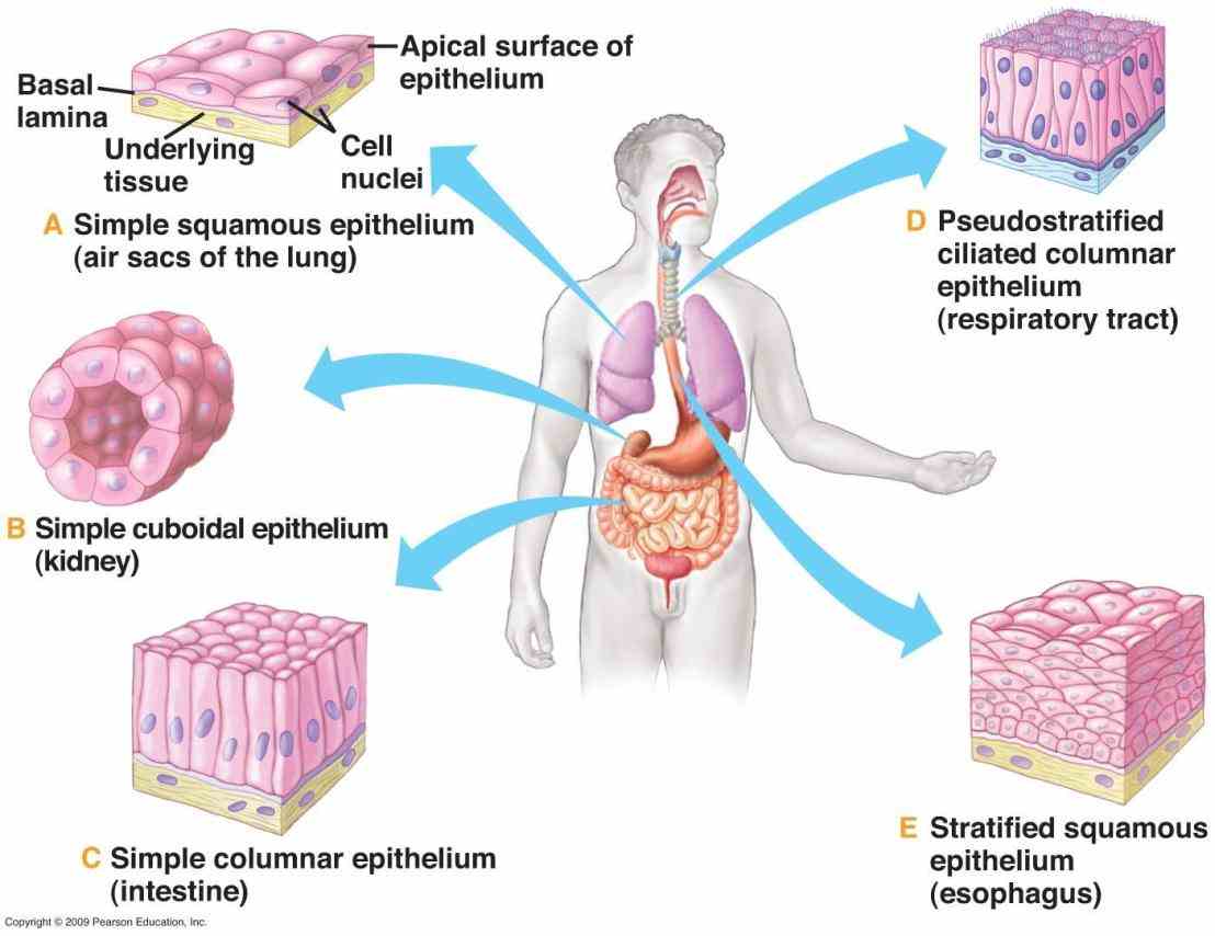 is most common type stratified epithelium in human body b Epithelial Tissue Human Body the cells rest on a