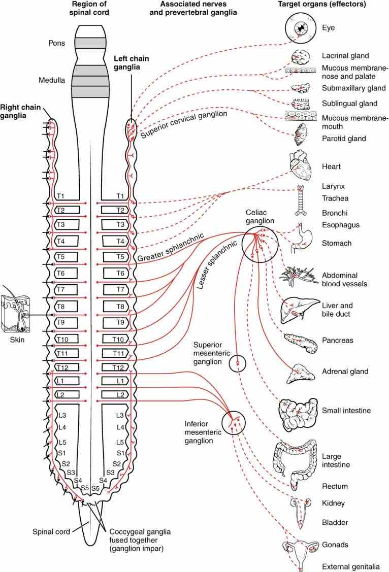 Anatomy Sympathetic Nervous System Pictures Wallpapers