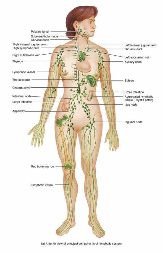 is similar in composition to blood plasma there no pump like heart cardiovascular they Parts Of The Lymphatic System