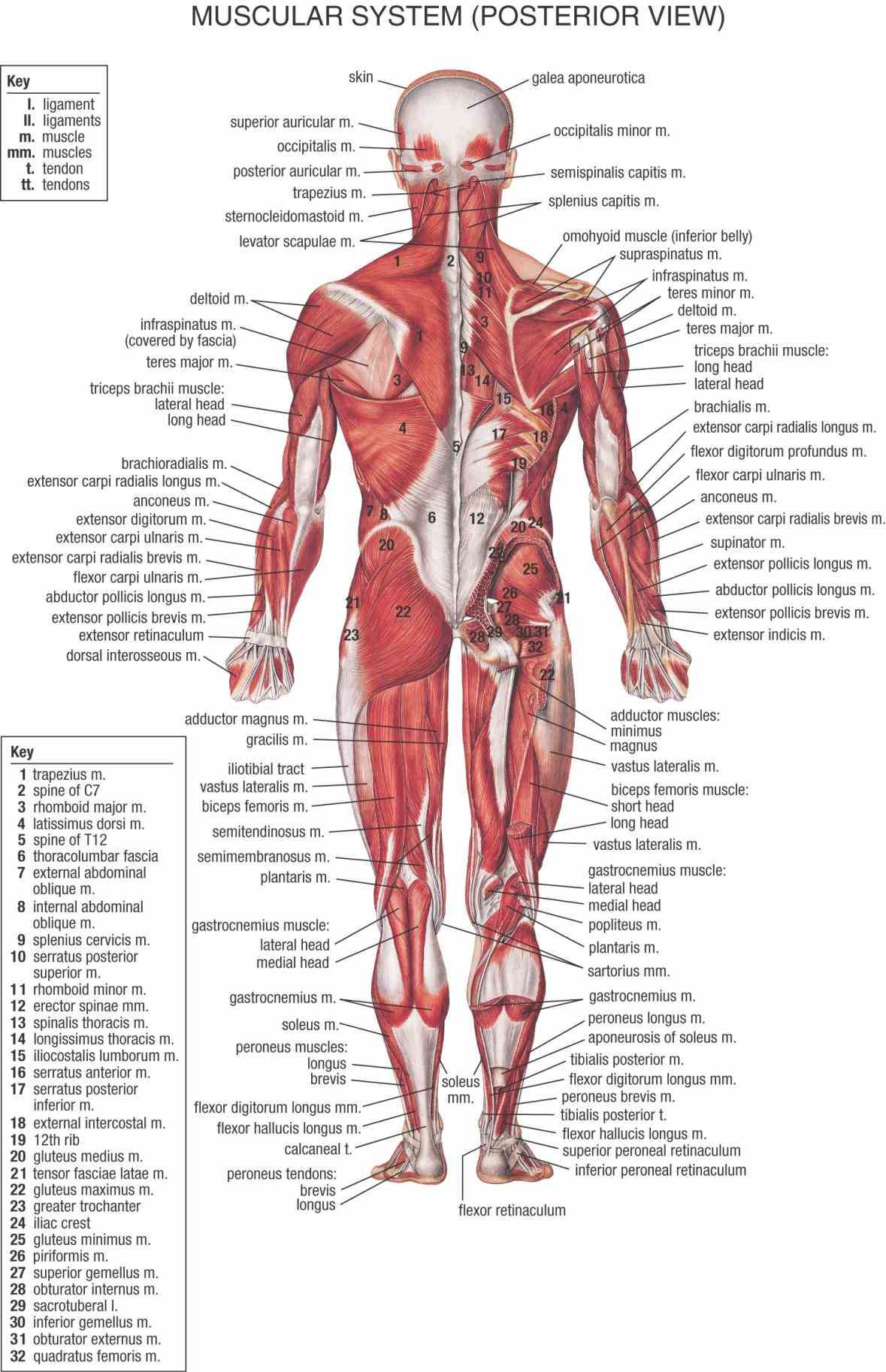 Anatomy Of The Human Muscles Pictures Wallpapers Anatomy Of The Human Muscles Pictures Wallpapers