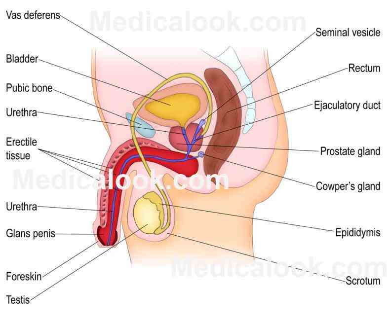 Major Organs Of The Reproductive System And Their Functions Pictures Wallpapers