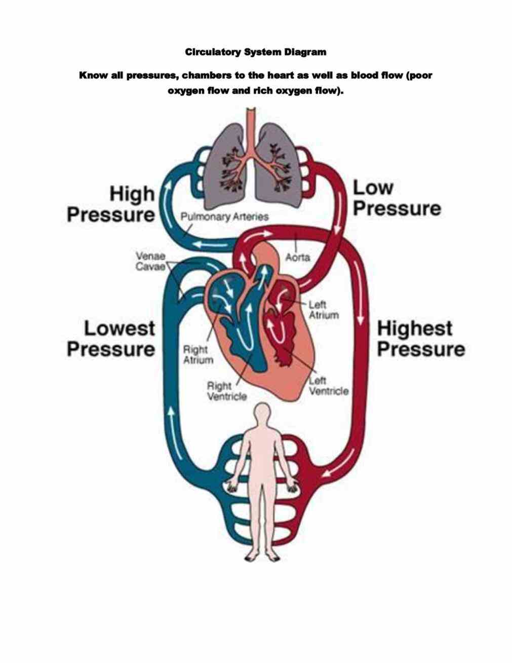 it bodys distribution to organs with  the Diagram Of Cardiovascular System circulatory system is a bodywide network of blood