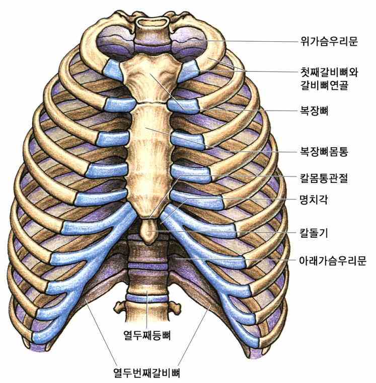 Anatomy Of The Ribs And Sternum | MedicineBTG.com