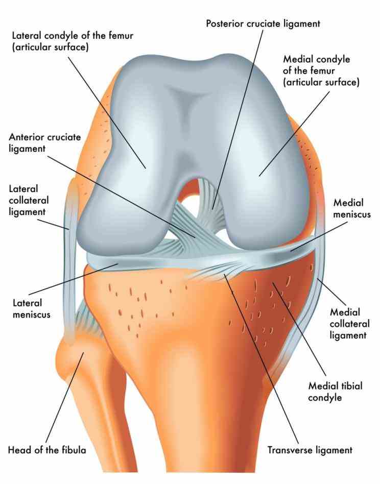 its parts including ligaments bones muscles anatomy Anatomy Of Knee Ligaments the knee is largest joint in body and