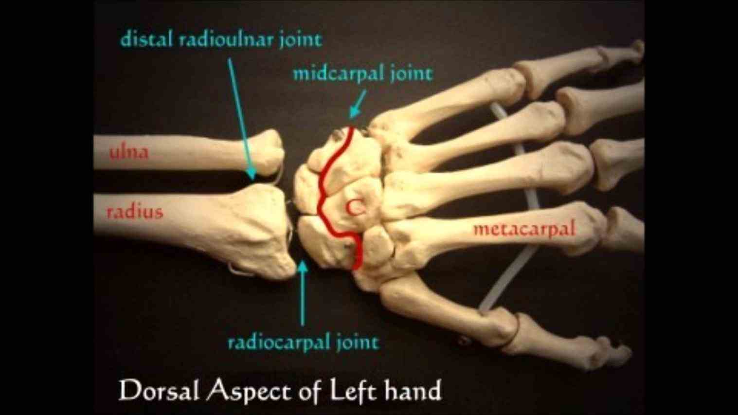 Anatomy Of The Wrist Joint Pictures Wallpapers