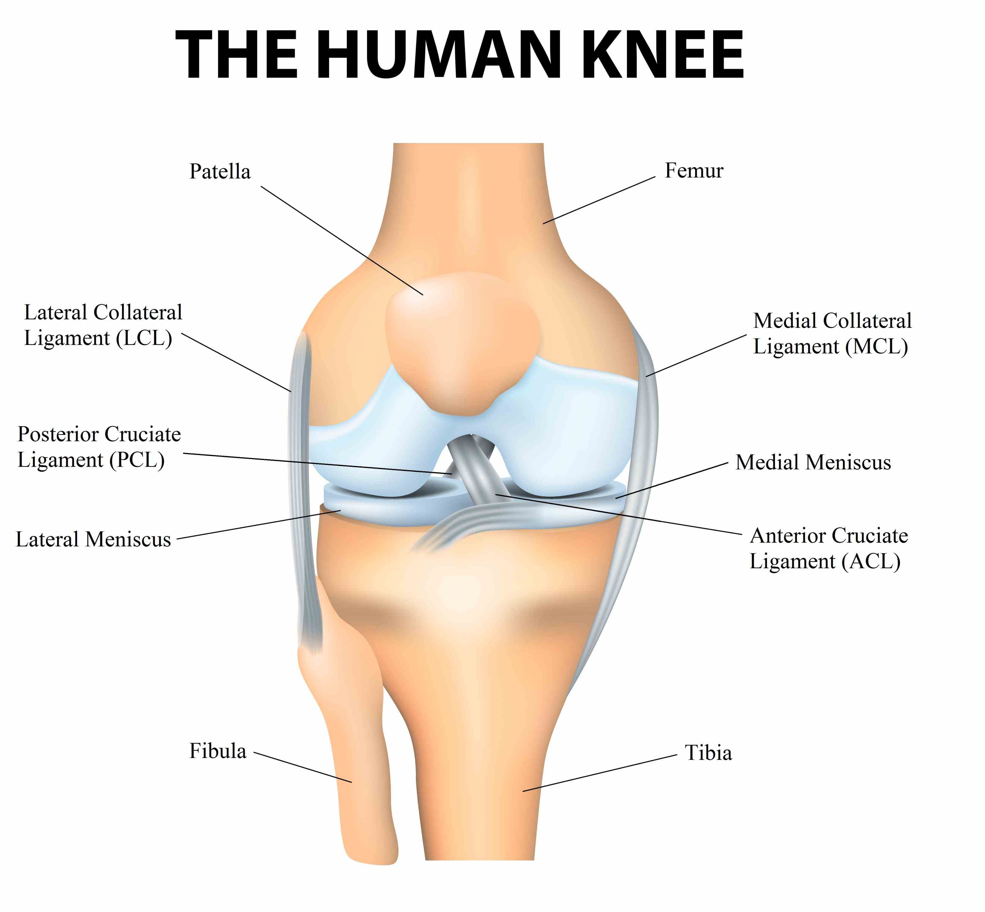 knee Anatomy Of Knee Ligaments anatomy explained a description of different parts the including bones ligaments and muscle groups