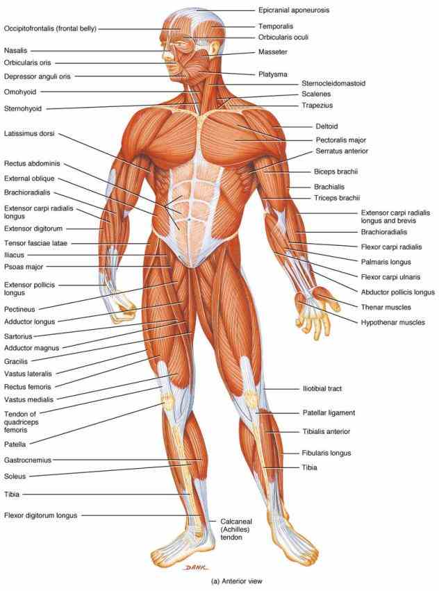 learn about the different muscles of body and what exercises work them check out chart below to names each