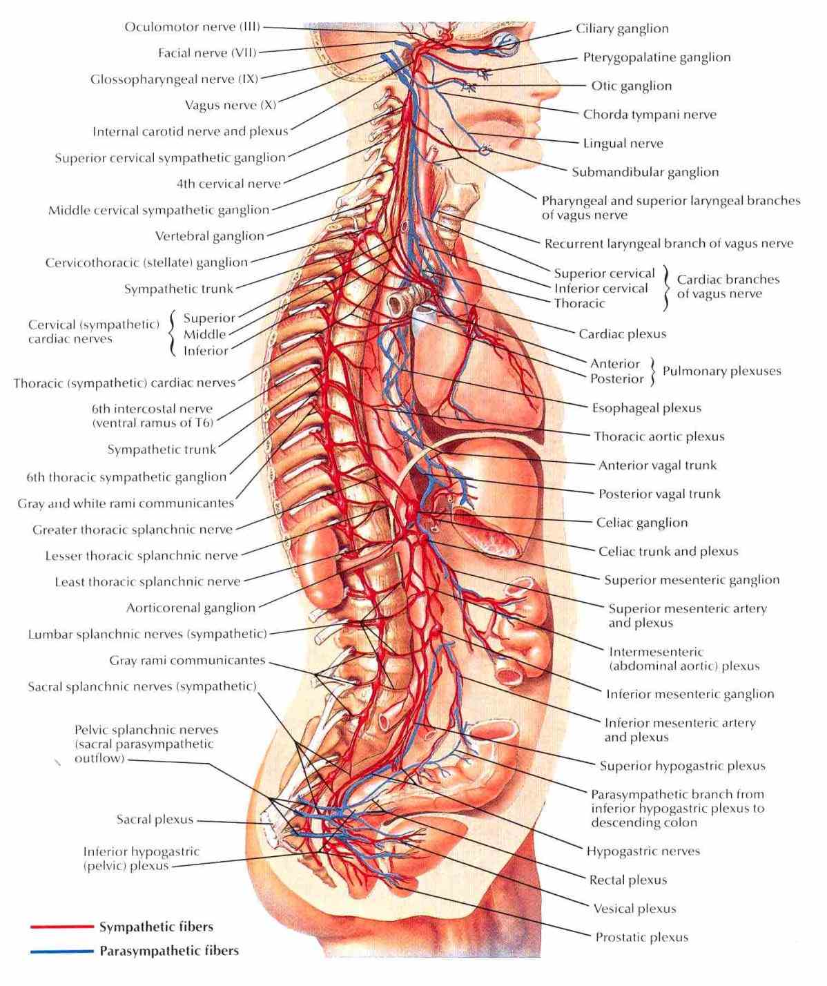 learn about the structure and function of nervous system using interactive animations diagrams the Anatomy The Nervous System picture