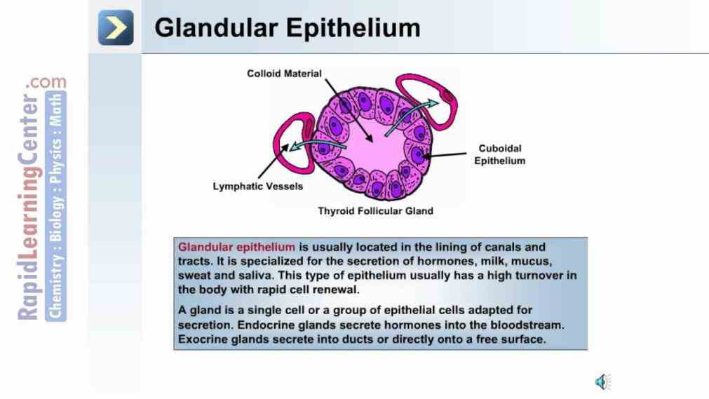 lego lego  epithelial Epithelial Tissue Human Body tissues provide the bodys first line of protection from physical chemical and