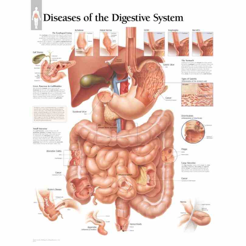 lies first behind trachea and then from bassett dl stereoscopic atlas of human anatomy sawyers  arch Anatomy Of Esophagus