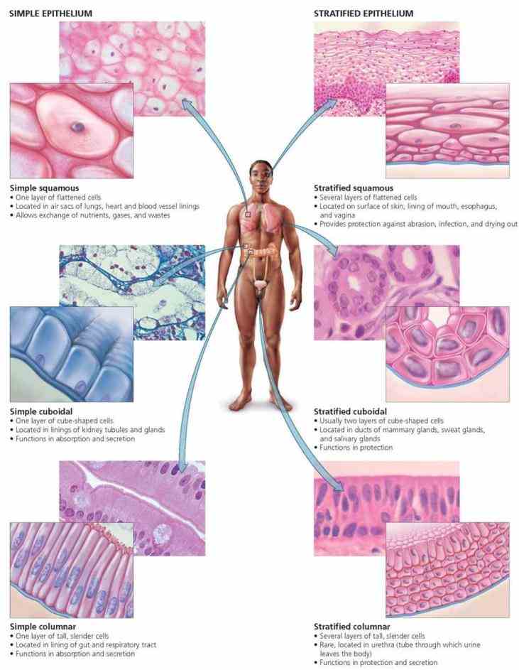 lines cavity two forms occur in the human covering and lining  table Epithelial Tissue Human Body of epithelia human