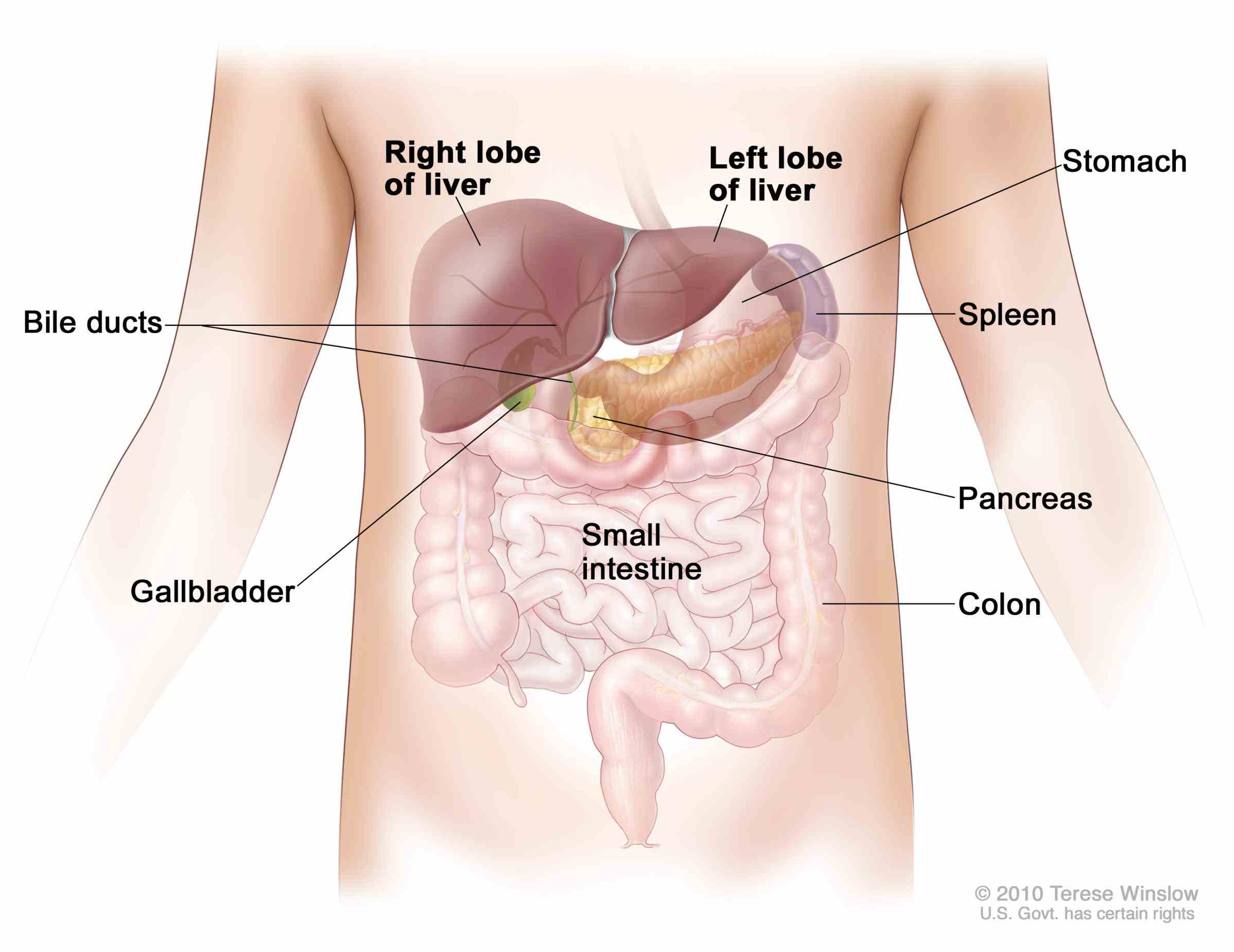 Anatomy Of The Body Liver Pictures Wallpapers