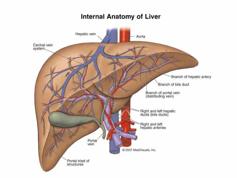 Anatomical Position Of The Liver Pictures Wallpapers