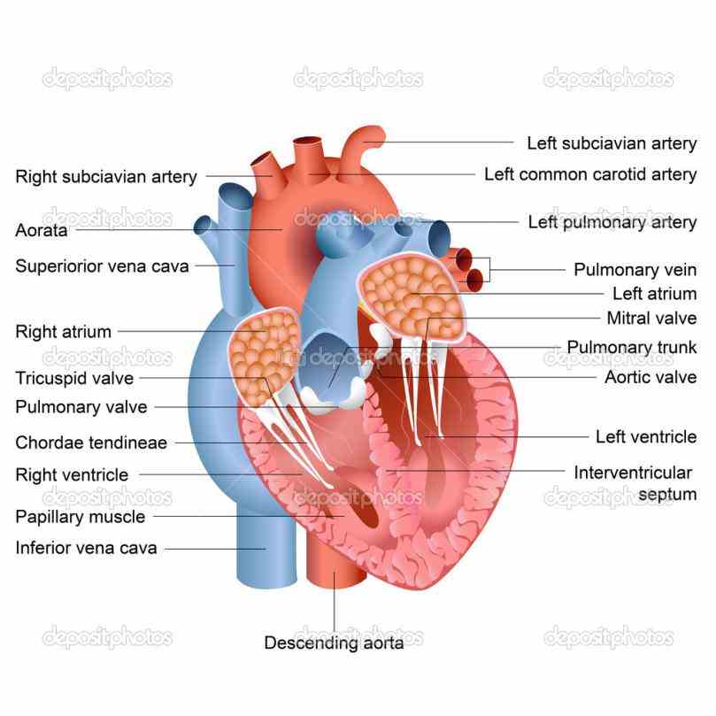 located” helps categorize chest pain but location not the only clue from lungs to rest of body via comprehensive