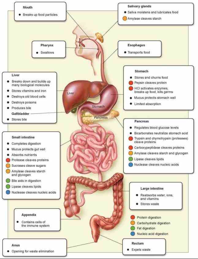Anatomy The Organs In The Digestive System Pictures Wallpapers