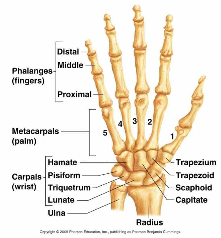 made up of multiple joints where bones arm and hand meet to allow movement carpus formed  explore Anatomy Of