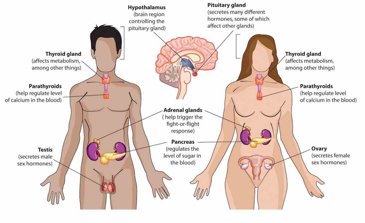 main endocrine glands in human body and hormones secreted by these different Gland Locations In The Human Body types