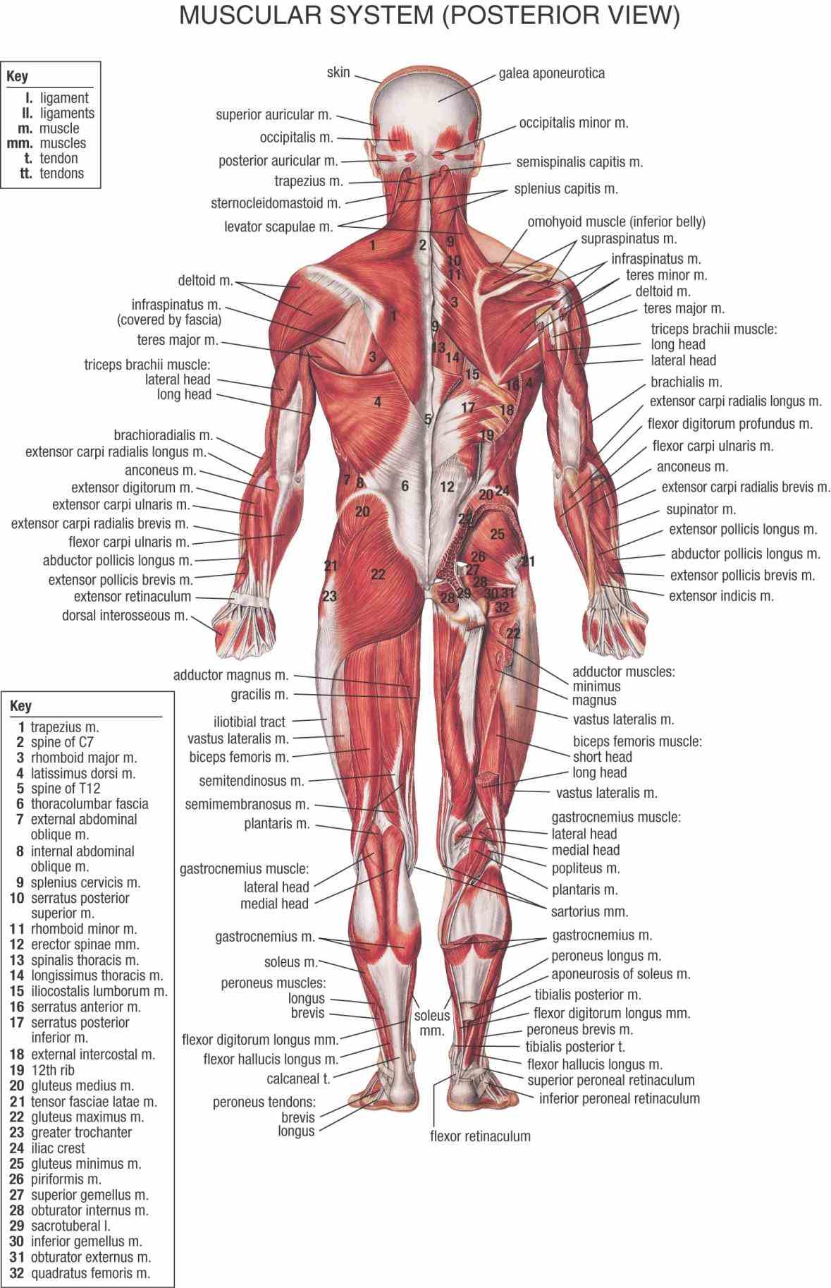 major muscle group dont forget click on name part a detailed  they Muscular Parts Of The Body help to