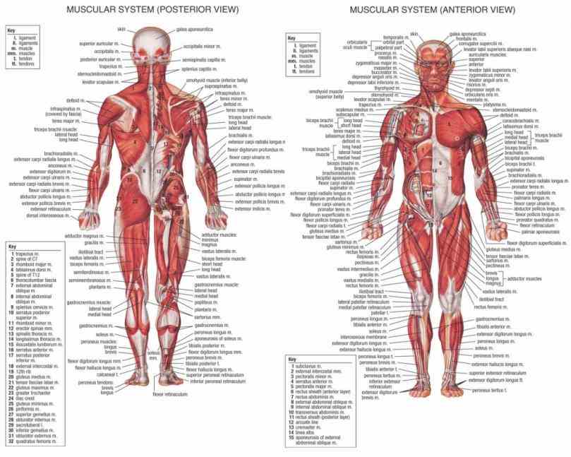 mar major body muscles and diagrams diagram of in human photo and  the Major Body Muscles And Diagrams human