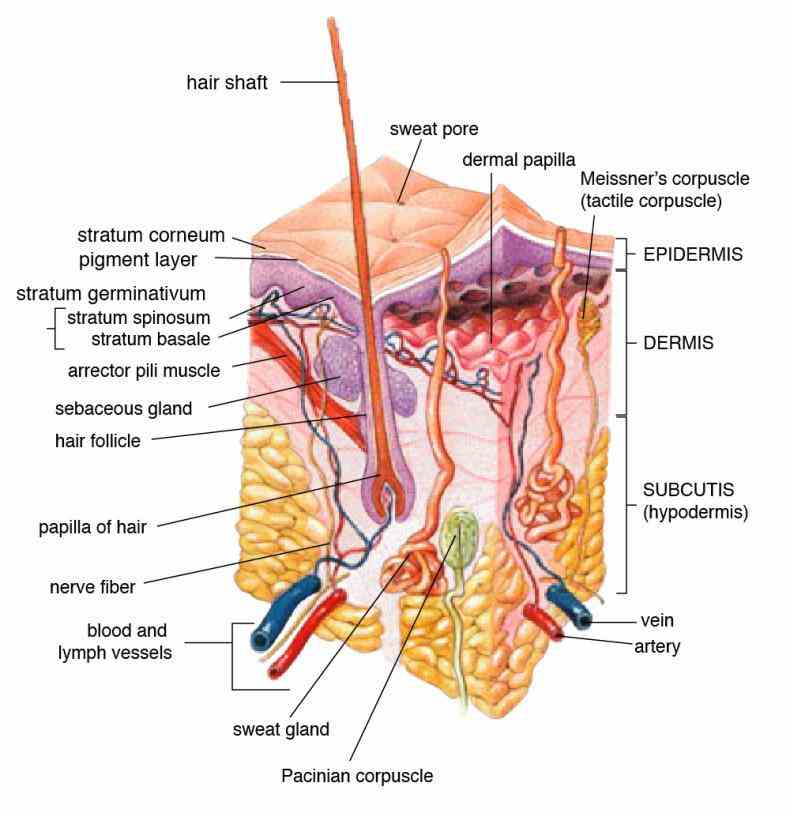 Integumentary System Functions And Structure Pictures Wallpapers