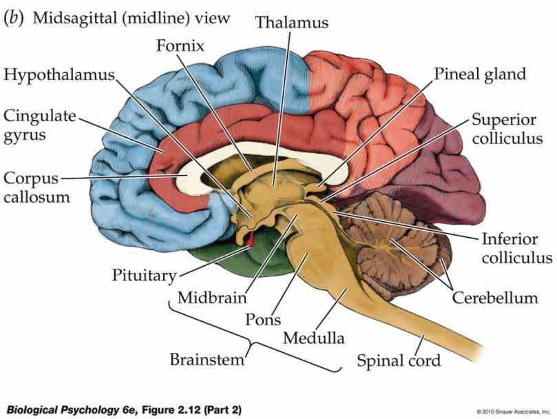 Labeled Areas Of The Brain Pictures Wallpapers