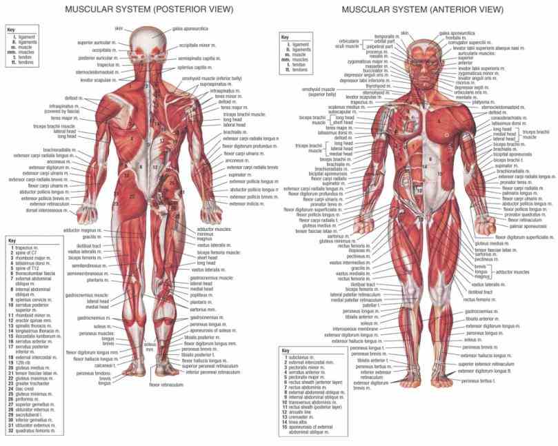 modern anatomists define these although  the Anatomy Of The Hip Joint Muscles hip is bodys second largest weightbearing joint