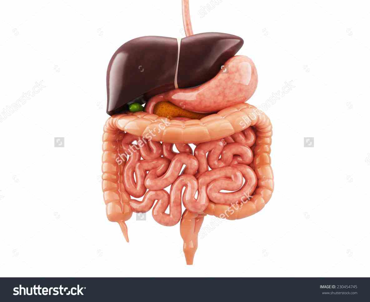 Anatomy The Organs In The Digestive System Pictures Wallpapers