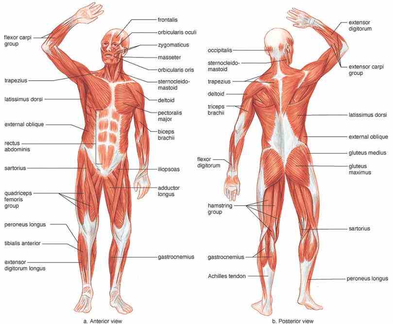 more than skeletal they makes up about   de Muscular System Organs And Their Functions ago those very same