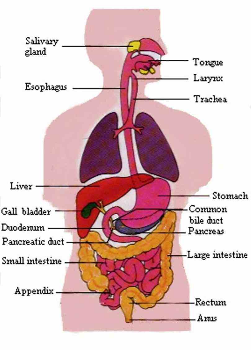 more the Anatomy The Organs In The Digestive System organs of digestive system can be divided into upper and