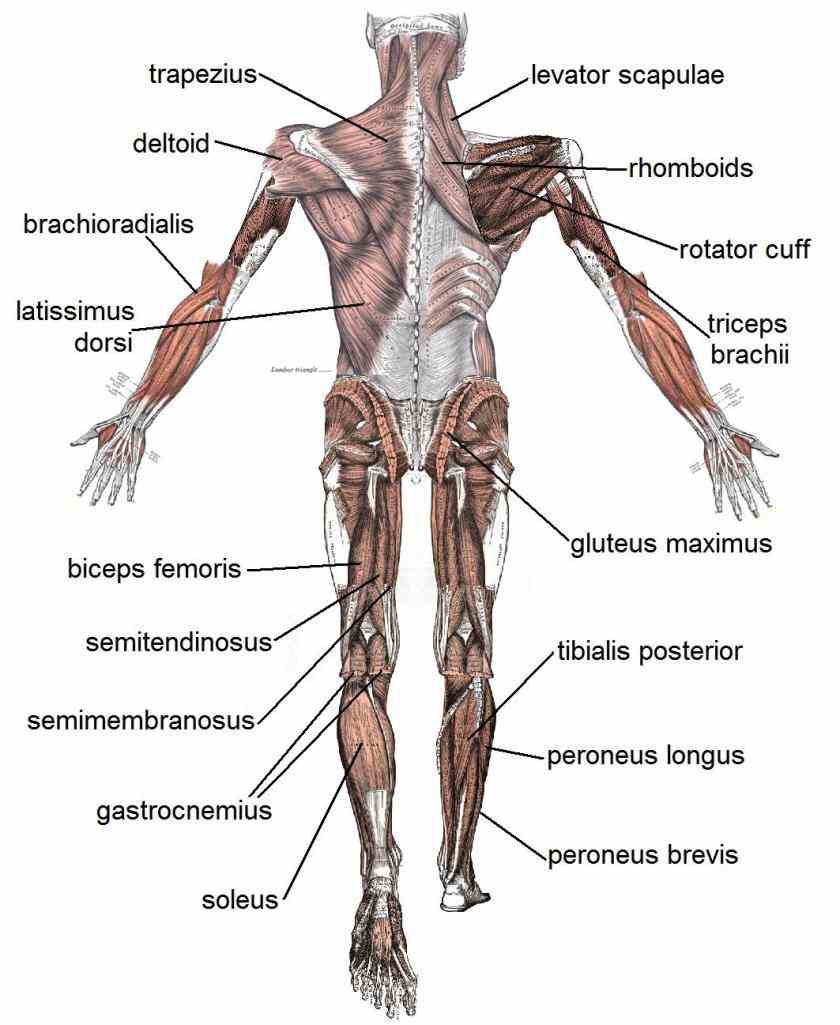 move  the Major Body Muscles And Diagrams interactive muscle anatomy diagram shown below outlines major superficial ie located immediately