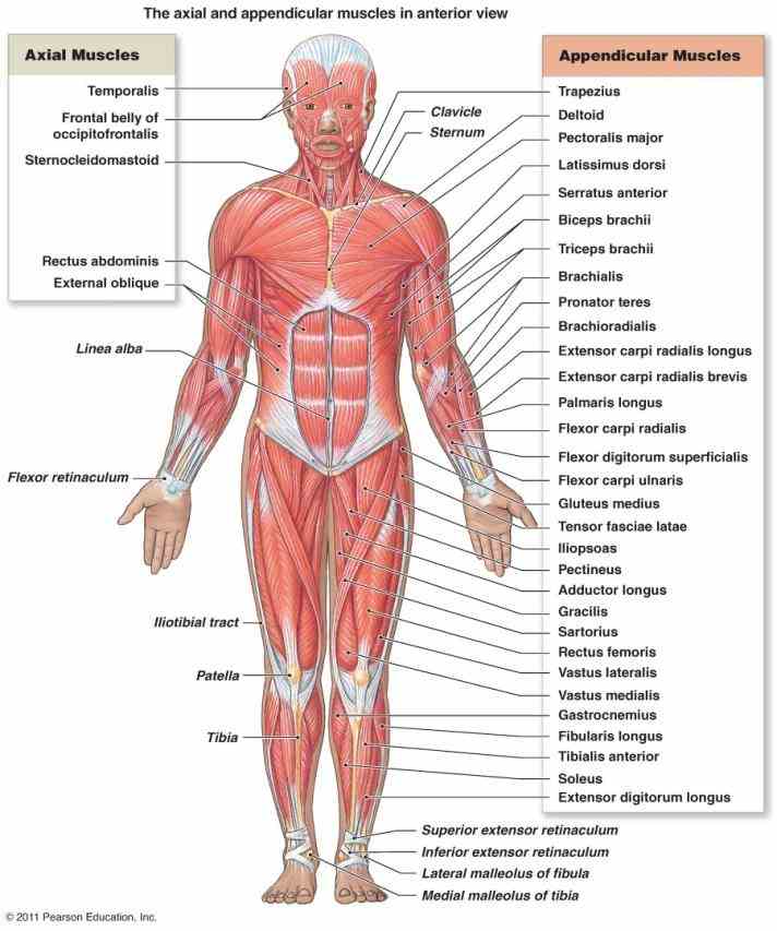 Musculoskeletal System Structure Pictures Wallpapers