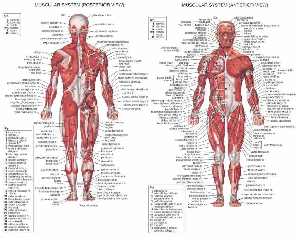 movements of  understanding Anatomy Of The Human Skeletal Muscle the structure of a skeletal muscle cell cells humans are