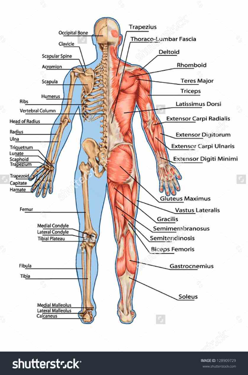 multinucleated why Anatomy Of The Human Skeletal Muscle does it matter how much nutrients you comsume your body need